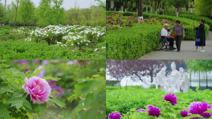 西安 大明宫牡丹花 公园 老人4k