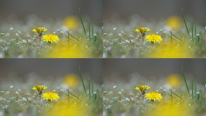 唯美花花草草小花特写朦胧美