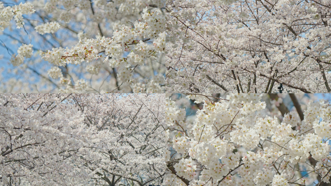 白色樱花空镜染井吉野春天生机