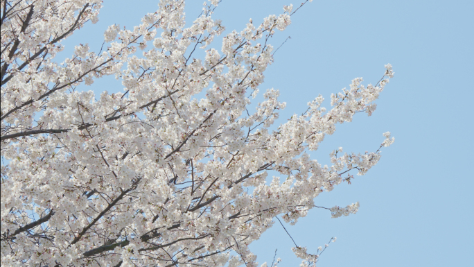 白色樱花空镜染井吉野春天生机