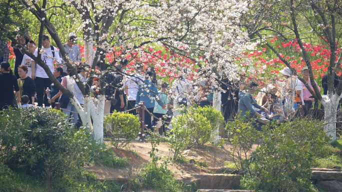 市民樱花园游玩赏花拍照打卡升格空镜