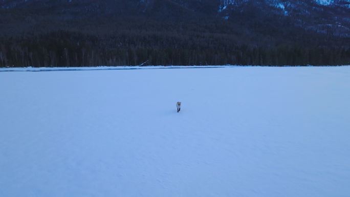 新疆狐狸赤狐雪地