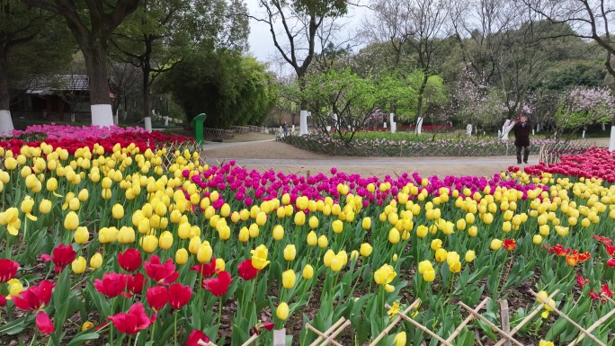 春天公园鲜花郁金香市民实拍原素材