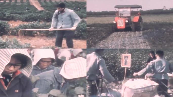 70年代农民种植棉花