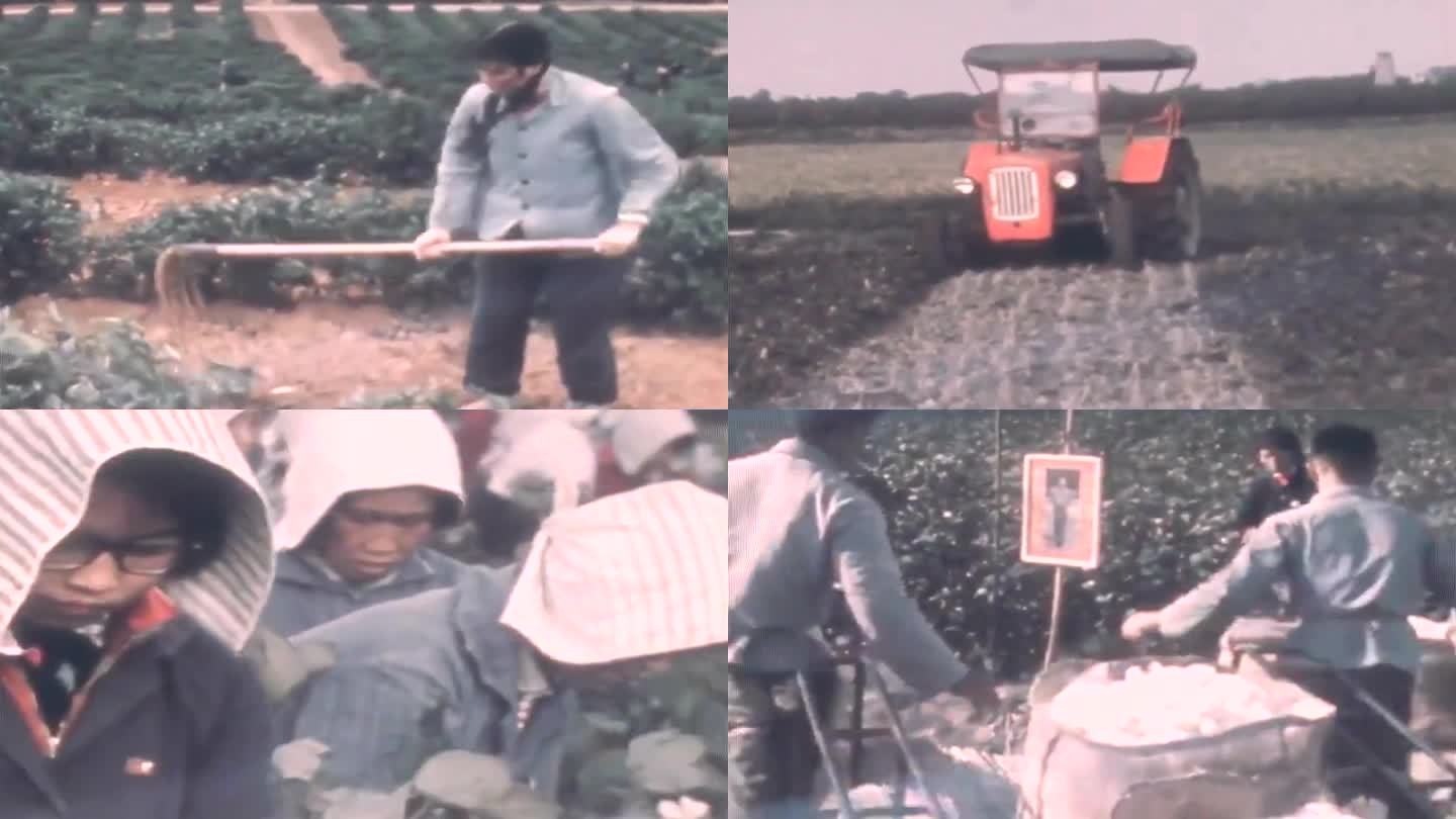 70年代农民种植棉花