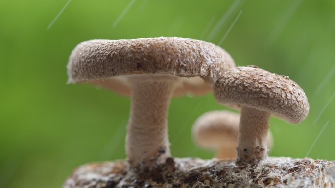 香菇 蘑菇生长 采蘑菇 微距 特写实拍