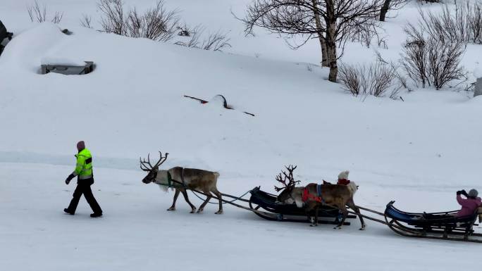 4K航拍北欧芬兰行走在雪中的鹿