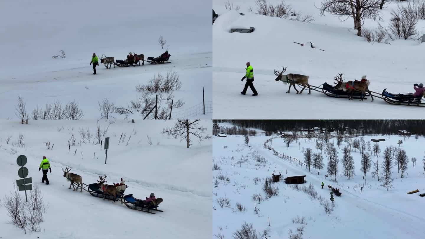 4K航拍北欧芬兰行走在雪中的鹿