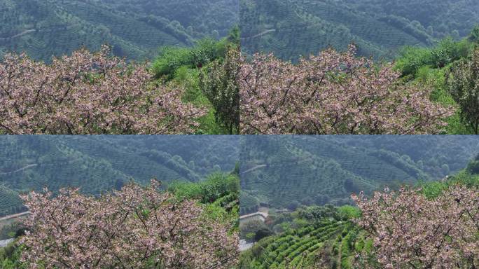 江南浙江绍兴诸暨茶山茶园茶场晚樱花实拍