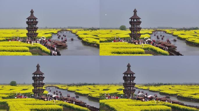 航拍油菜花 江苏兴化水上花海旅游