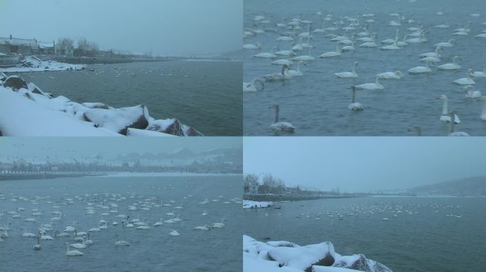 烟墩角雪景海草房和雪中的天鹅1