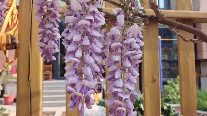 春天的紫藤花开