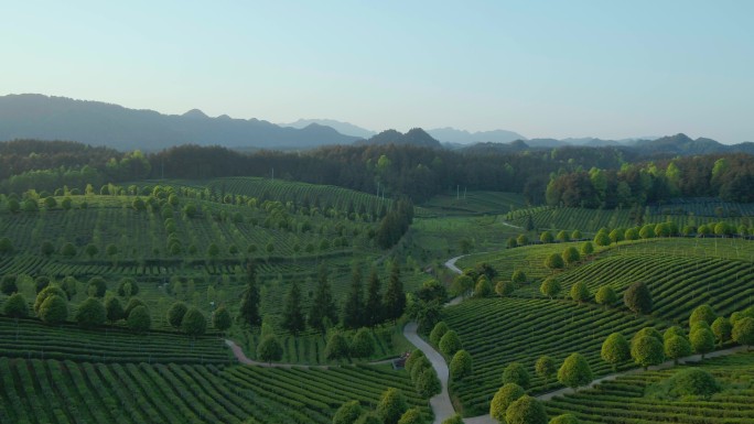 茶海之心 骑行 采茶 瑜伽