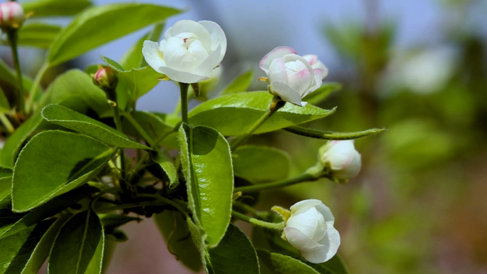 春暖花开  苹果花  4K实拍