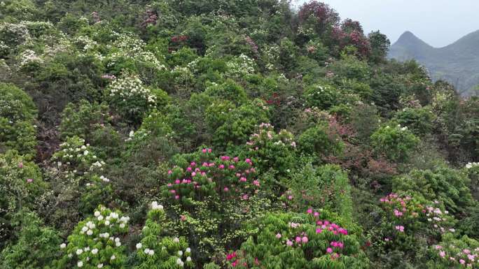 春天 花 杜鹃花 野生花 花开