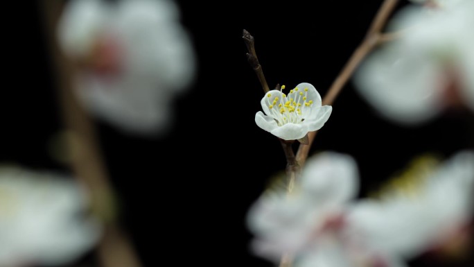 杏花开花延时