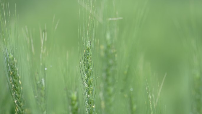 麦田麦地麦子麦穗特写实拍原素材芒种唯美