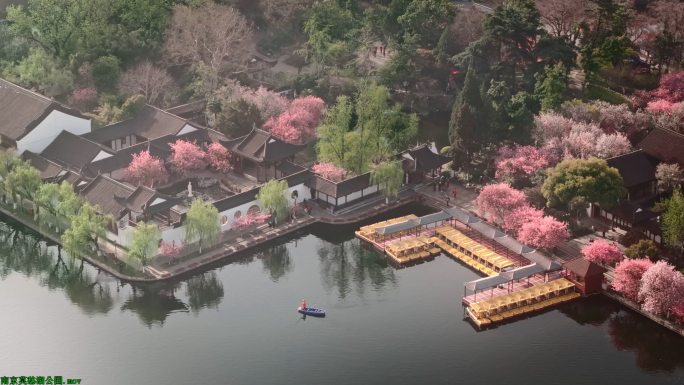 南京莫愁湖公园 海棠盛开