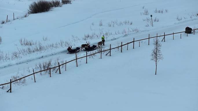 4K航拍北欧芬兰雪中行走的人与鹿美景