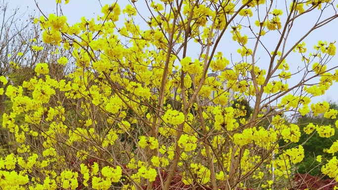 春暖花开 四川资阳湿地公园风铃花太漂亮啦