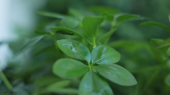 居家绿色植物 办公室绿植 绿色生活 盆栽