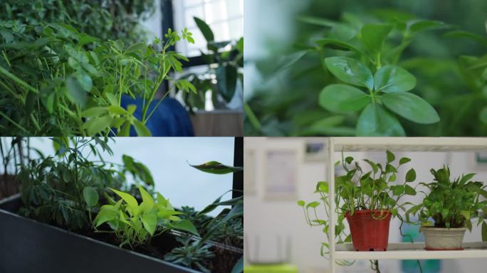 居家绿色植物 办公室绿植 绿色生活 盆栽