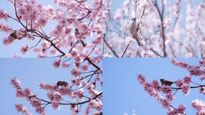 春天来了 树枝上的小鸟 实拍 空镜头