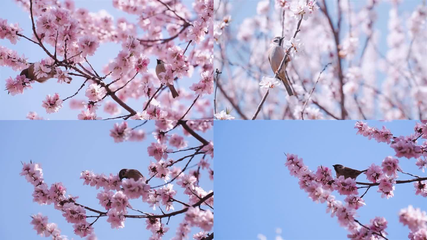 春天来了 树枝上的小鸟 实拍 公园空镜头