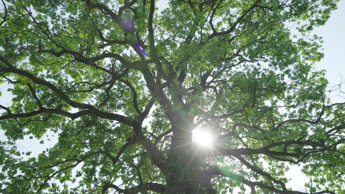 阳光下百年樟树绿色枝叶