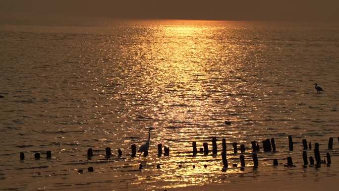 深圳湾海上日落海鸟漫步