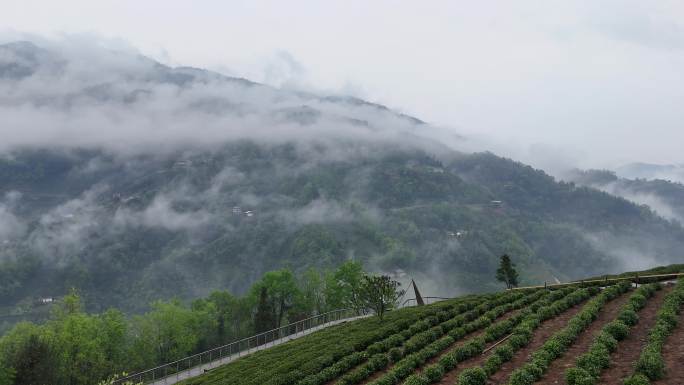 雨后茶山