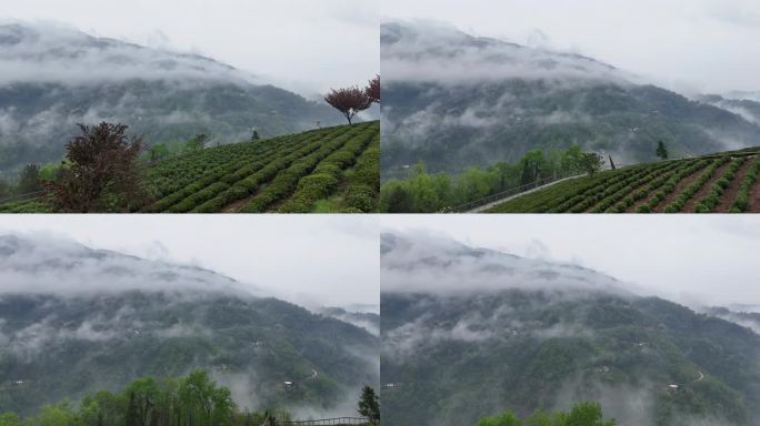 雨后茶山