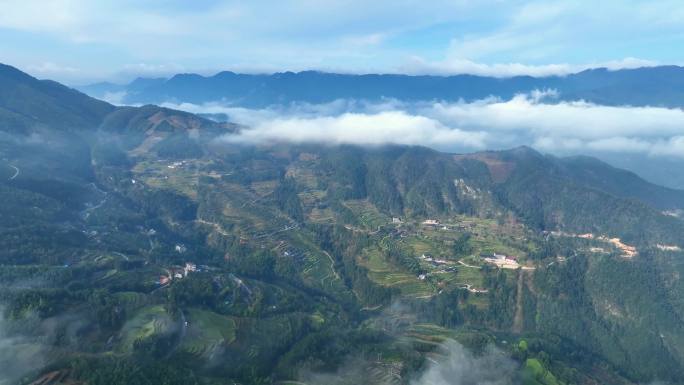 云雾 渠江源 白茶基地 世外山居 茶园