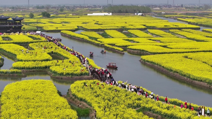 航拍油菜花 江苏兴化水上花海旅游