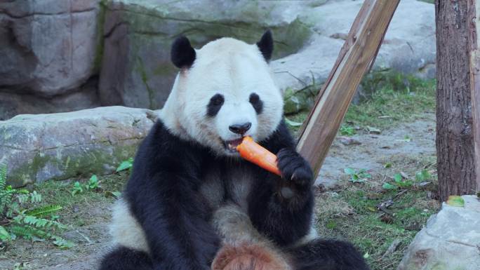 动物园大熊猫吃吃萝卜
