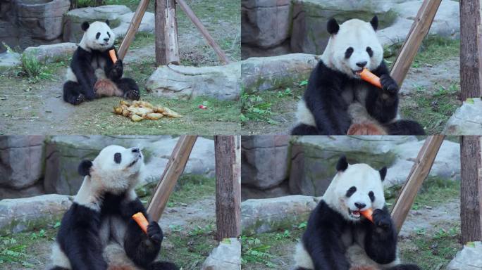 动物园大熊猫吃吃萝卜