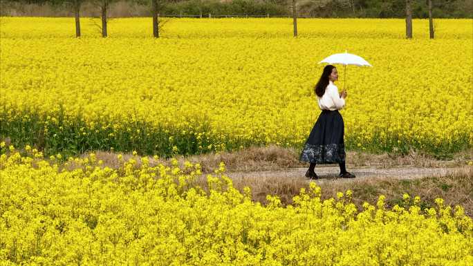 油菜花