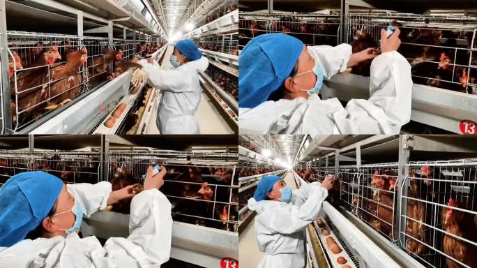 养殖场兽医为蛋鸡做防疫素材