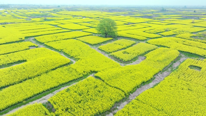 油菜花中一颗树