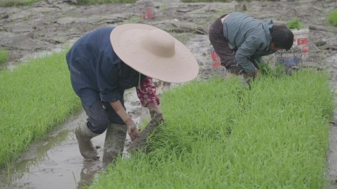 一年之计在于春 育秧 插秧 播种 春天