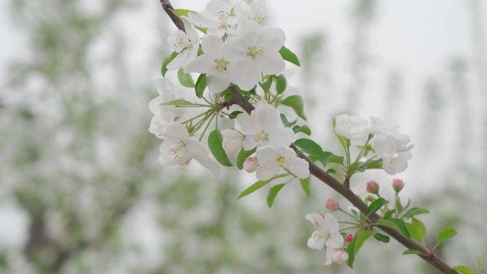 苹果花 春天