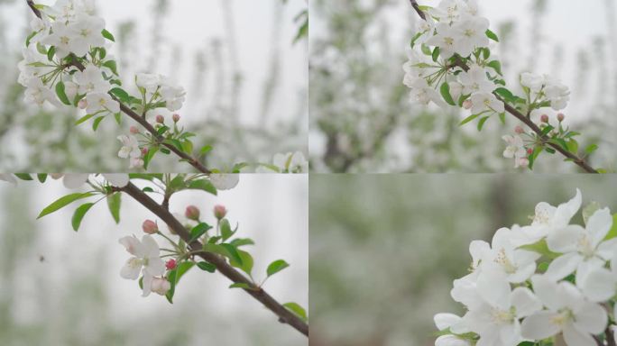 苹果花 春天