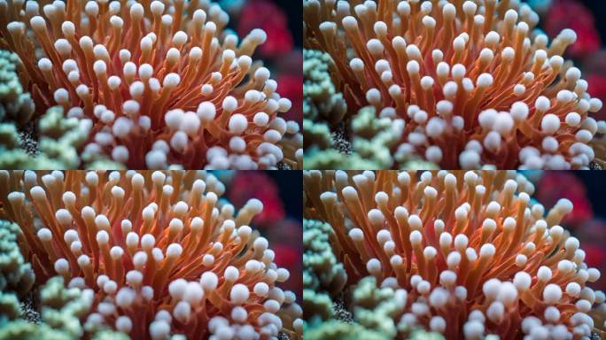 珊瑚漂白