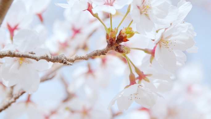 春天 郊游 公园 清新 桃花朵朵开