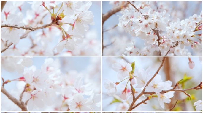 春天 郊游 公园 清新 桃花朵朵开