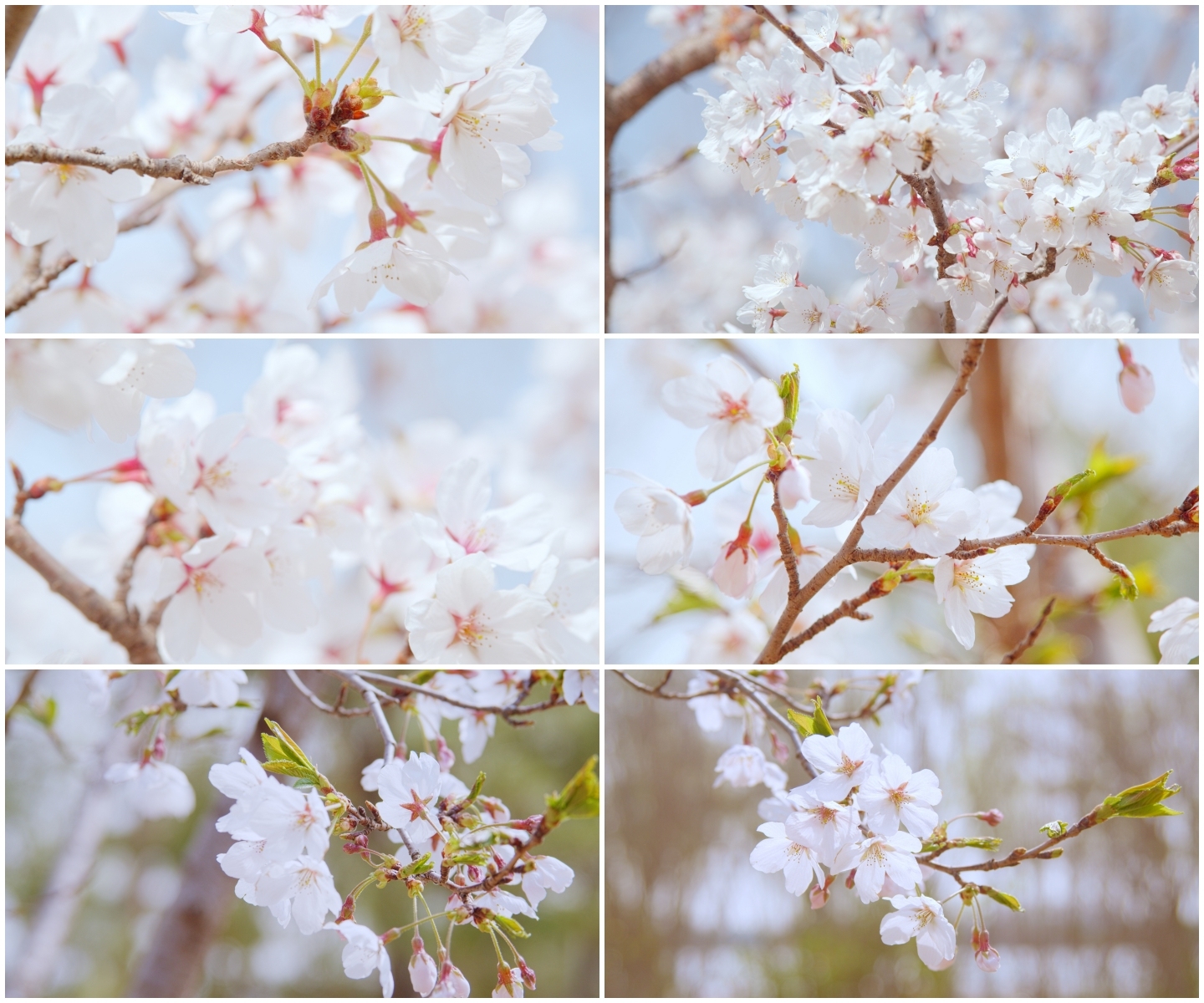 春天 郊游 公园 清新 桃花朵朵开