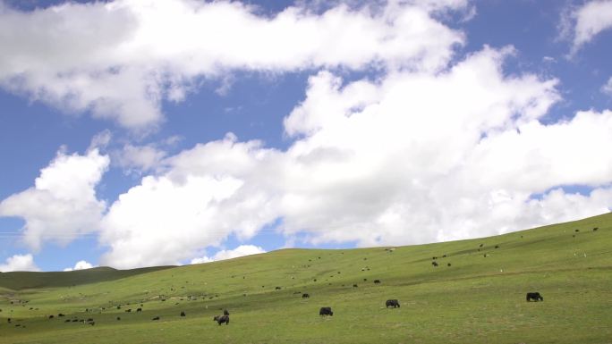 草原 牛羊成群 蓝天白云 彩色的草原