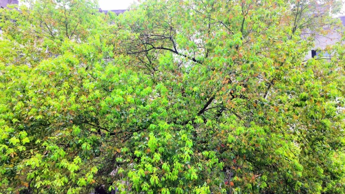 雨中的香樟树