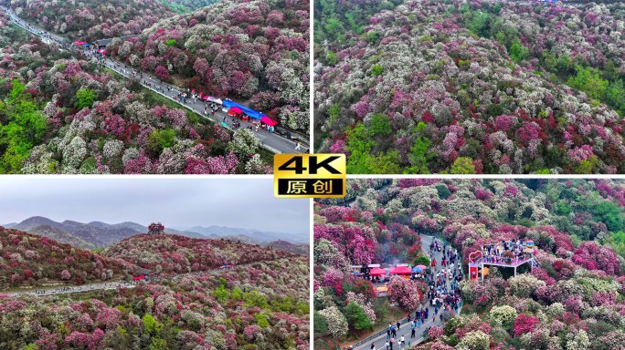 百里杜鹃  杜鹃花盛开 贵州毕节百里杜鹃