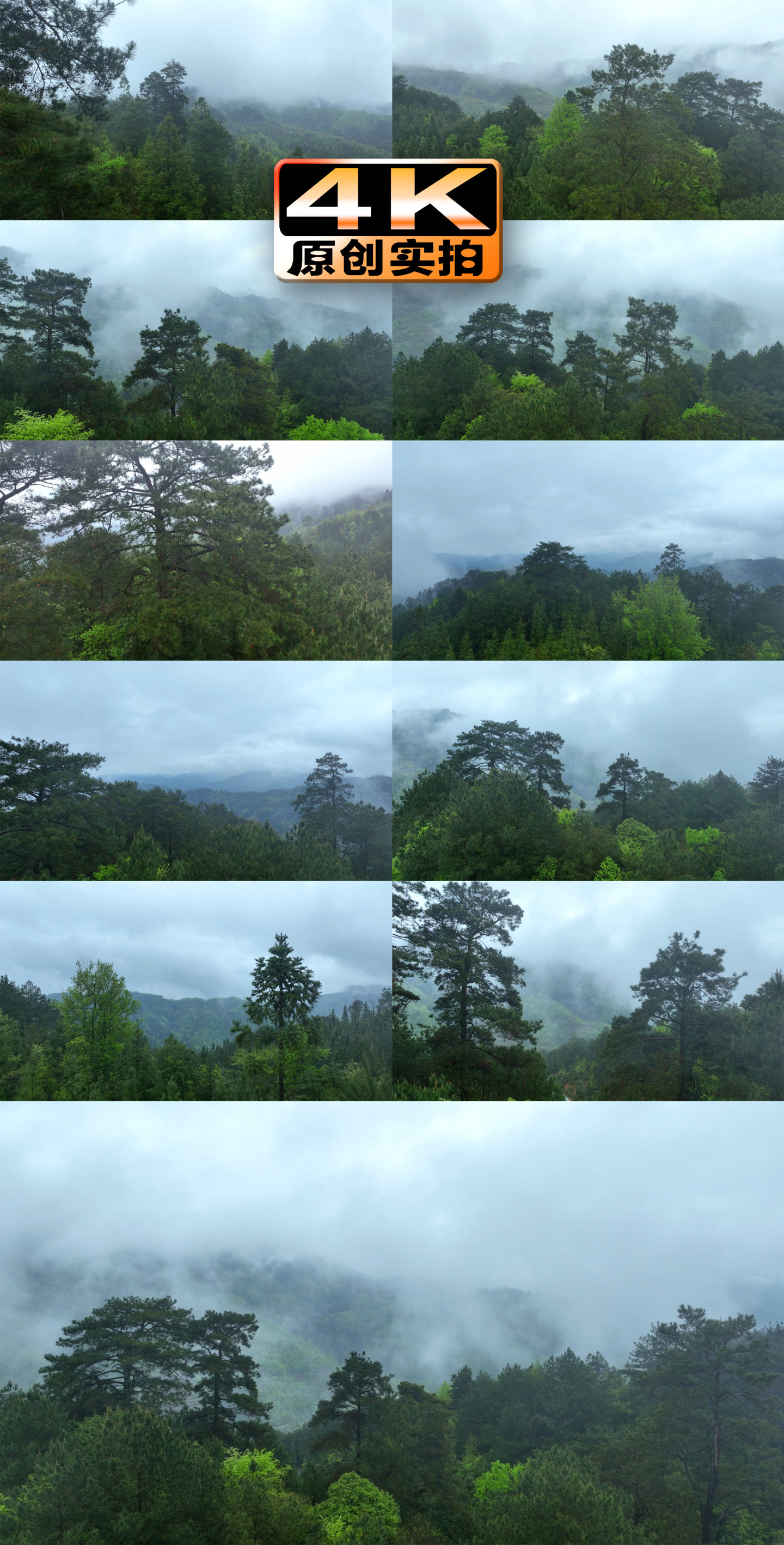 4k原始森林 森林资源 云雾 自然空镜